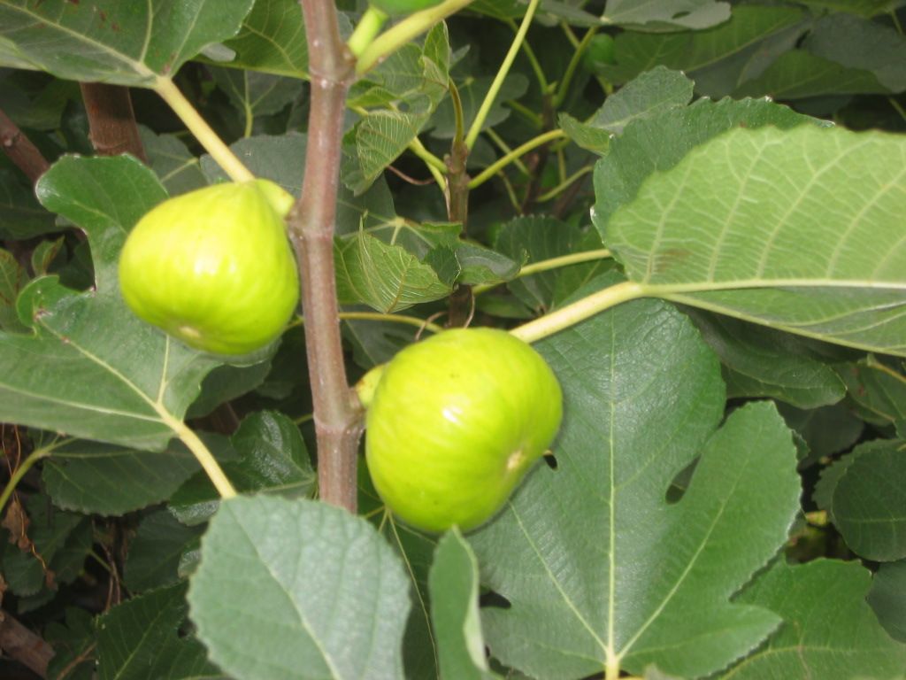  photo IMG_8505_zps12d4fccd.jpg