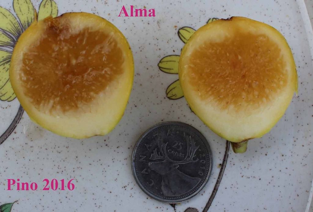 [alma%20IMG_6368_zpsirjcnzqb]