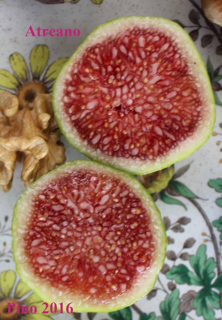 [atreano%20IMG_6134_zpskkwqswtc]