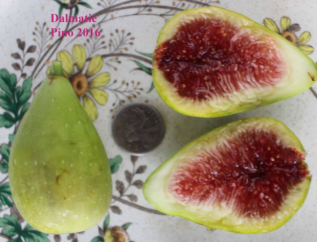 [dalmatie%20IMG_6340_zpsvjgfimpc]