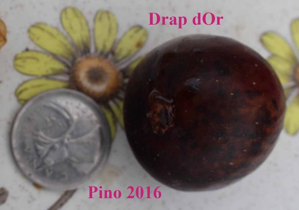 [drap%20IMG_6416_zpszvegskj3]