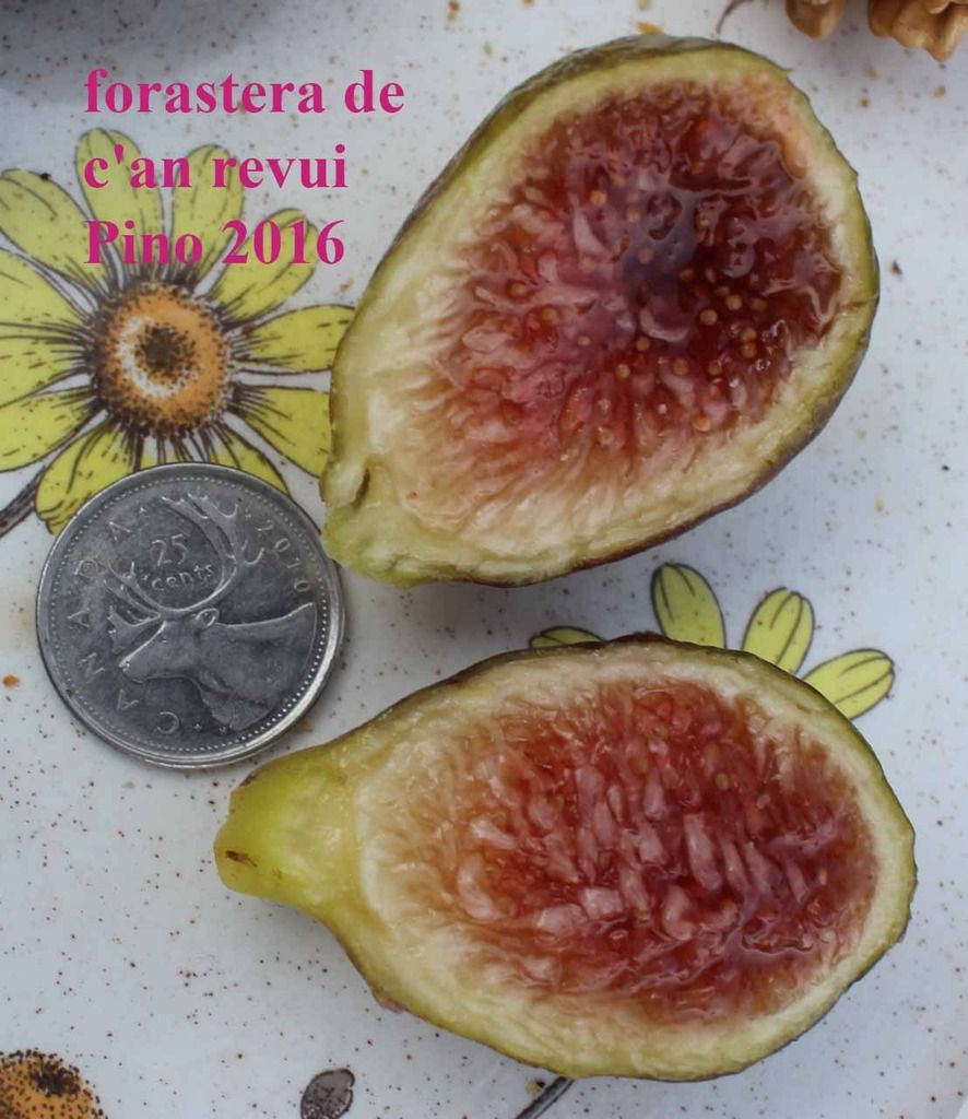 [forastera%20de%20can%20revui%20IMG_6352_zps4krg6wt6]