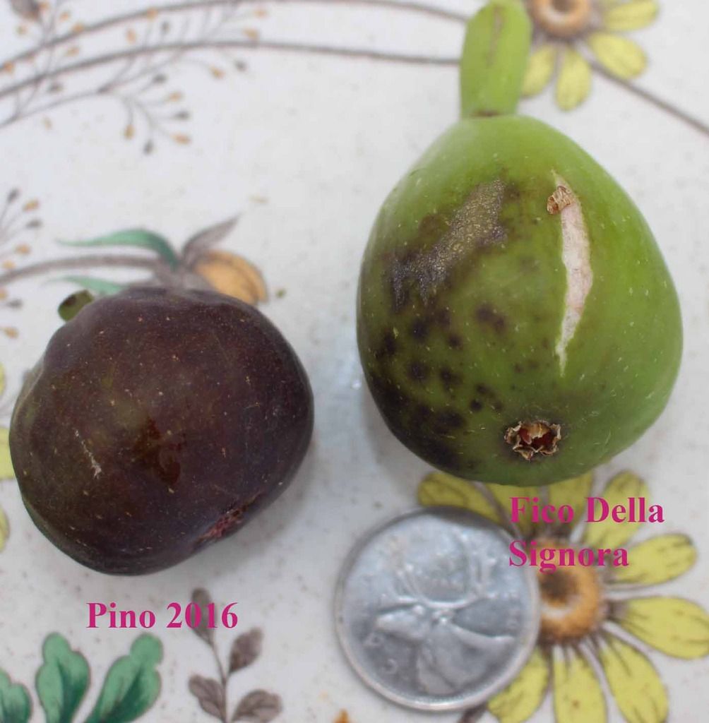 [signora%20IMG_6369_zpsokllo8ph]