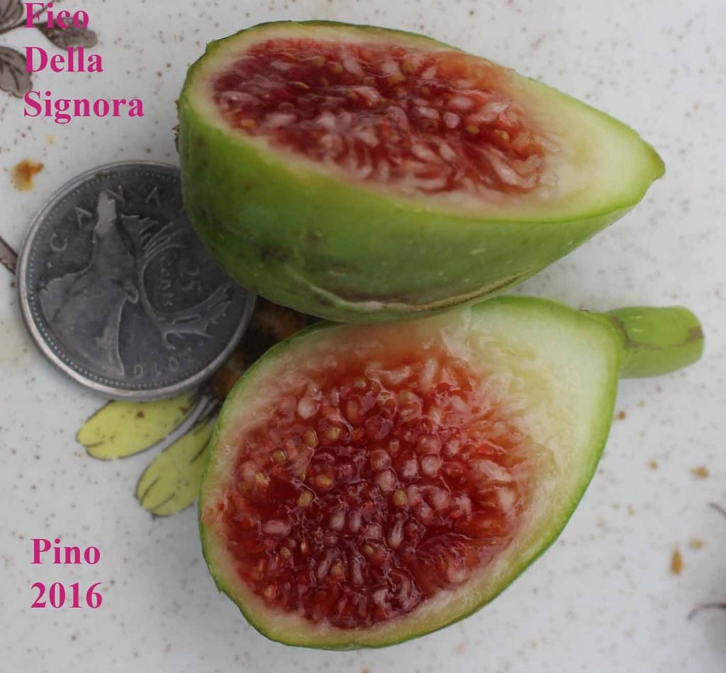 [signora%20IMG_6377_zpsmn14vphn]