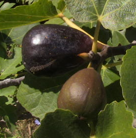  photo neronobile2_zps5a6d9a4e.png