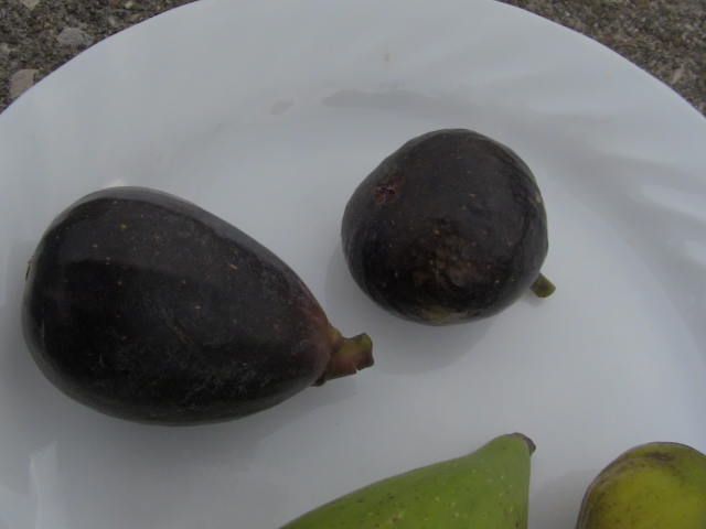  photo neroonleftotherfigonright_zps0ceeeb8b.jpg