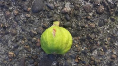  photo 69546e49-4eca-400e-9979-0a89c2ec59ae_zpsbdceae72.jpg