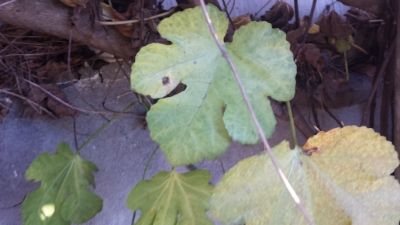  photo f5e54da6-4186-4095-b237-f2a7c2cb87ca_zpseabcd5de.jpg