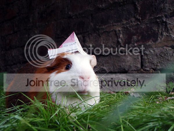 ozfirsteverhat_zps25236265.jpg