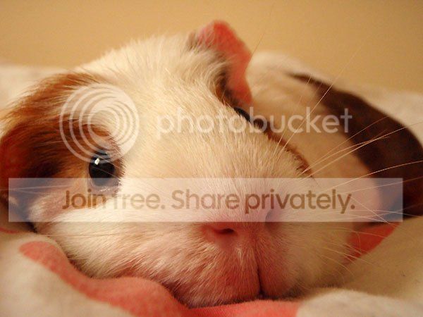 ozsnugglebed_zps9ea9636d.jpg